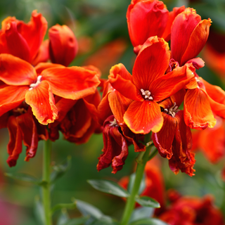 Red and orange wallflower garden plants
